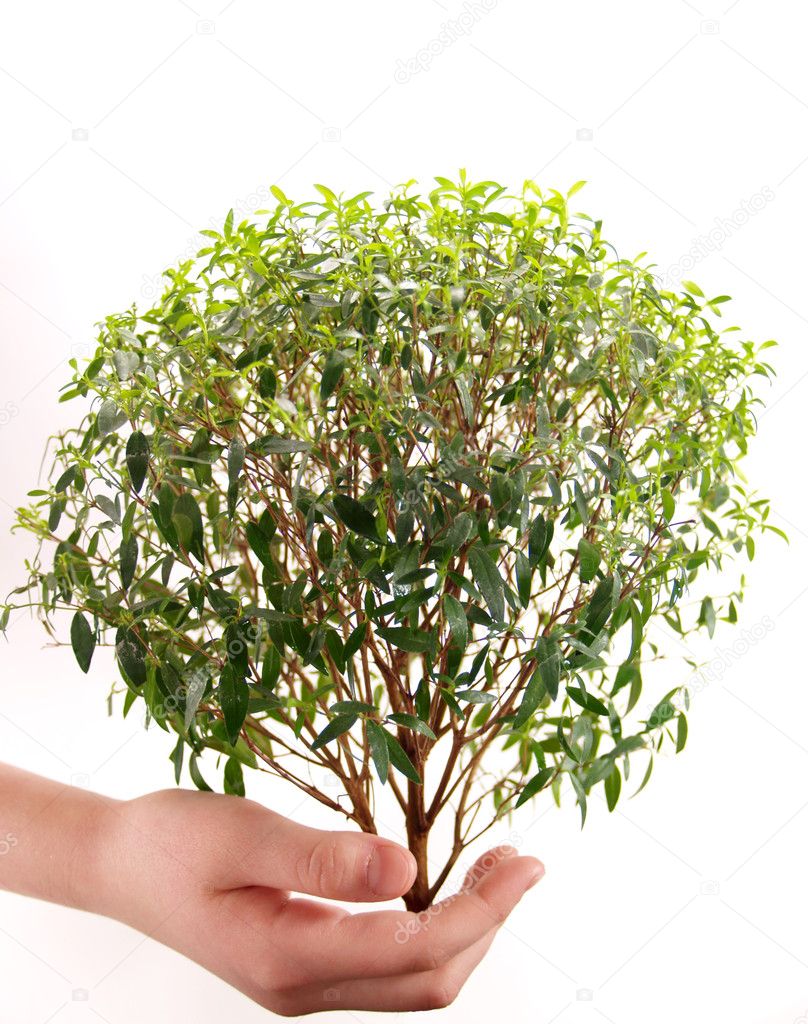 Green tree myrtle