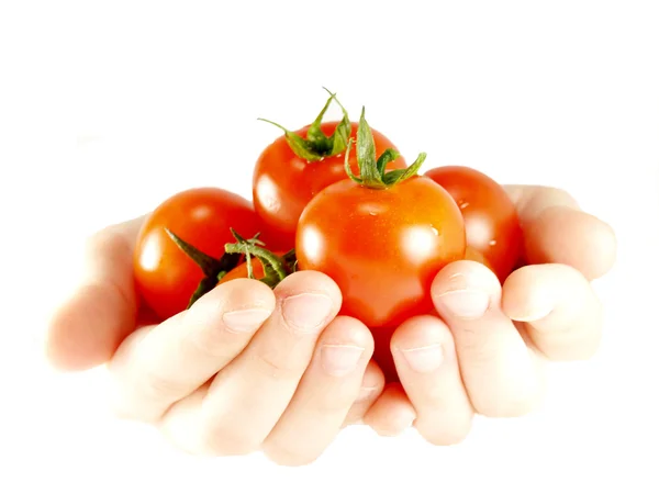 Tomater i händerna Stockbild