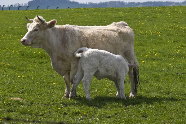 stock image Two cow's