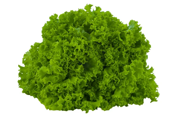 stock image Head of lettuce