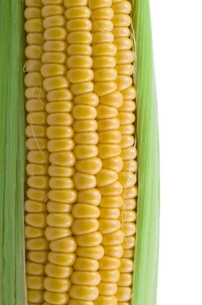 Closeup of corn cob isolated — Stock Photo, Image