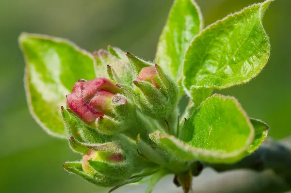 stock image Apple tree flower