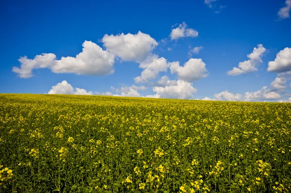 Yellow fields Stock Picture
