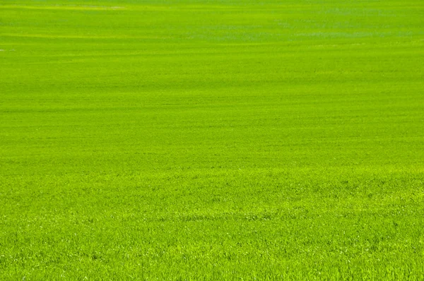 Green Field Royalty Free Stock Images