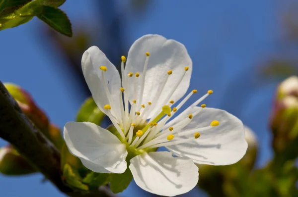 Almafa virág Stock Kép