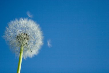 White dandelion against sky background clipart