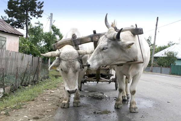 Transi の国の道路上の牛のペア ストック画像