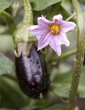 Aubergine flower with fruit clipart