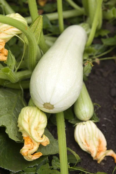 Fresh zucchini with flower in the garden — Stock Photo, Image