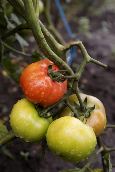 Frische Tomaten am Weinstock, mit Tropfen — Stockfoto