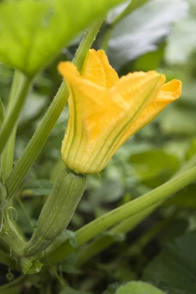 Frische Zucchini mit Blüten im Garten — Stockfoto