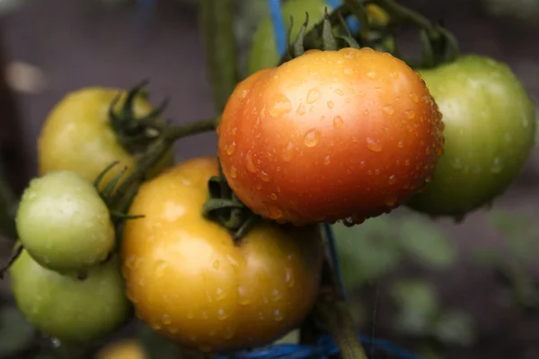 Tomates frescos na videira, com gotas — Fotografia de Stock