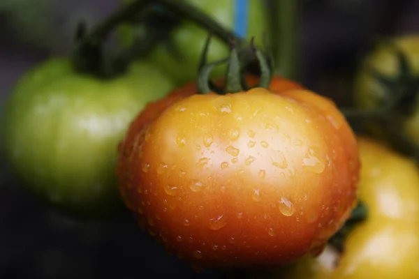 Fresh tomatoes on the vine, with drops — Stock Photo, Image