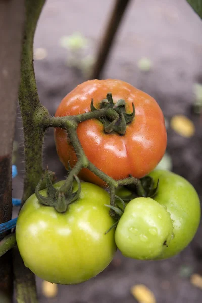 Fresh tomatoes on the vine, with drops — Stock Photo, Image