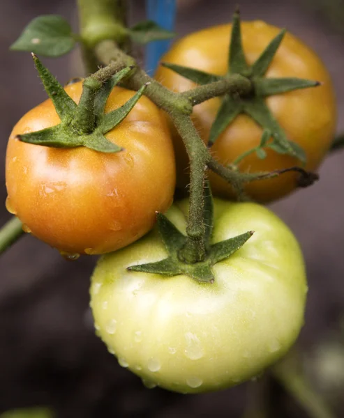 Świeże pomidory na winorośli — Zdjęcie stockowe
