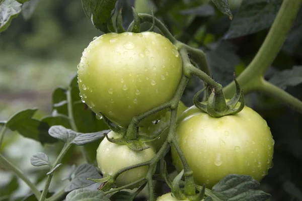 Frische unreife Tomaten, mit Wassertropfen, — Stockfoto