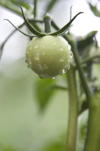 Pequeño tomate fresco inmaduro, con gotas — Foto de Stock