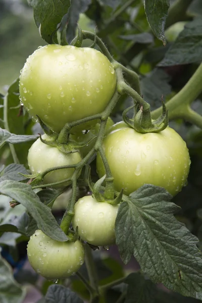 Čerstvá nezralá rajčata, kapkami vody — Stock fotografie