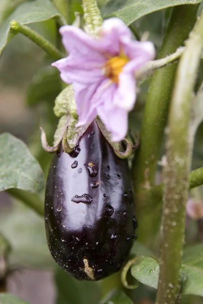 Fresh eggplant in the garden — Stock Photo, Image
