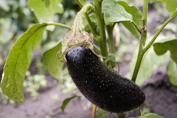 One fresh eggplant or aubergine — Stock Photo, Image