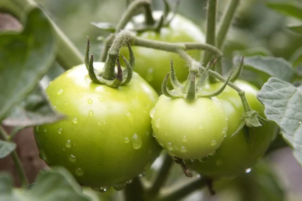 Frische unreife Tomaten, mit Wassertropfen, — Stockfoto