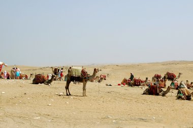 Camels in desert clipart