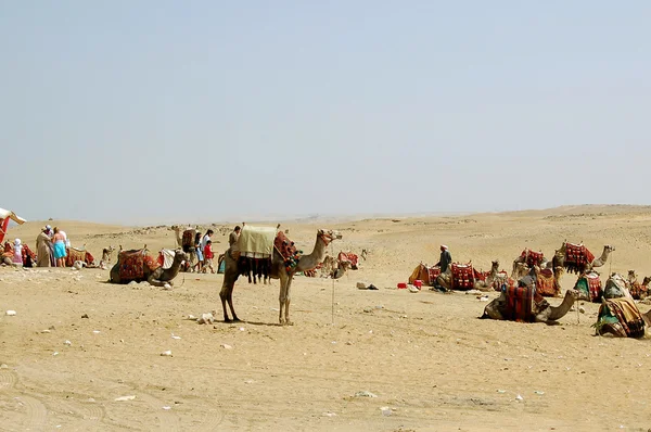 Cammelli nel deserto — Foto Stock