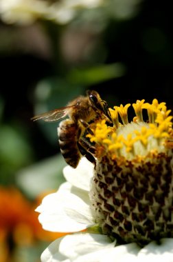 Bee on the flower clipart