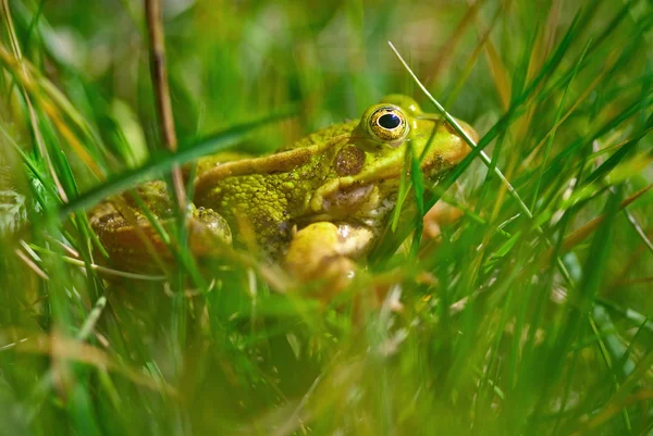 stock image Frog in grass