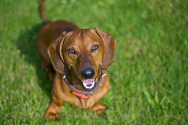 Dachshund