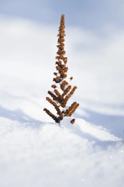 Plant in de sneeuw — Stockfoto