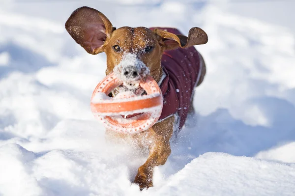 stock image Dachshund