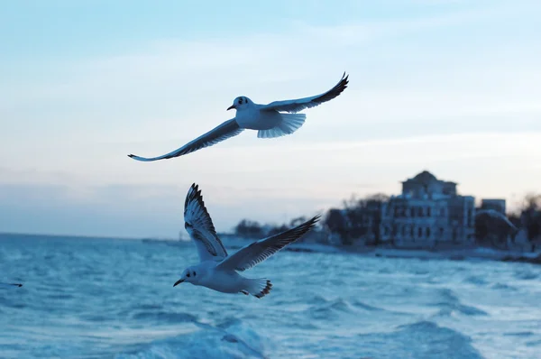 stock image Two gulls fly above a bank exterminating