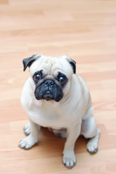 stock image Dog pug on a parquet