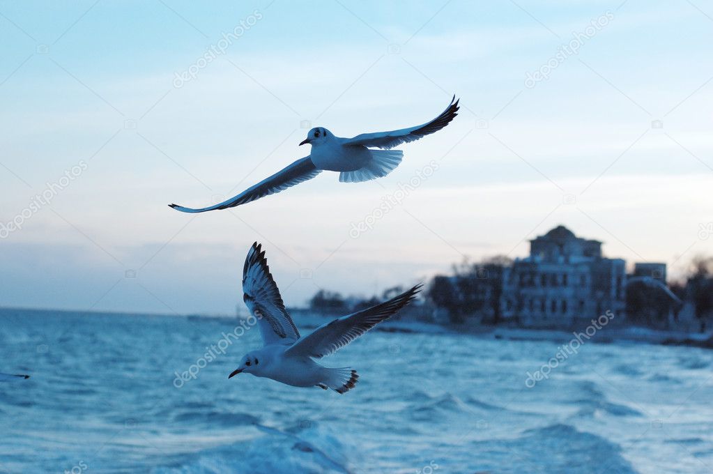 Two gulls fly above a bank exterminating