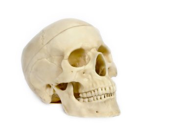 Skull of the person 4 clipart