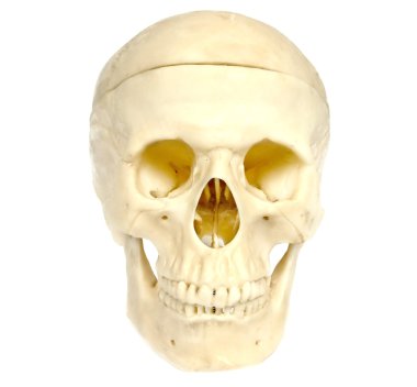 Skull of the person 5 clipart