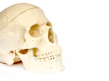 Skull of the person 3 clipart