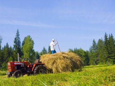 Sibirya'da 16 haymaking