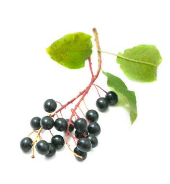 Bird cherry branches clipart