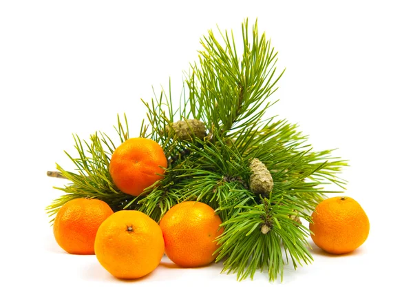 Branches of a pine and tangerines — Stock Photo, Image