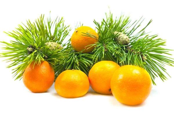 Větve borovice a mandarinky — Stock fotografie