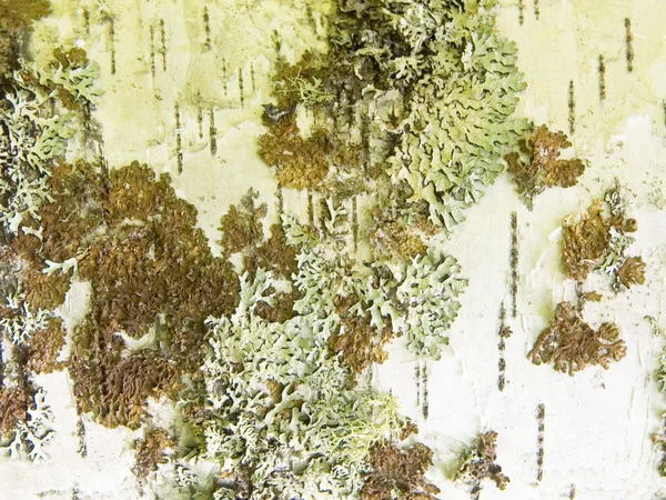 Licheniu na kora brzozy — Zdjęcie stockowe