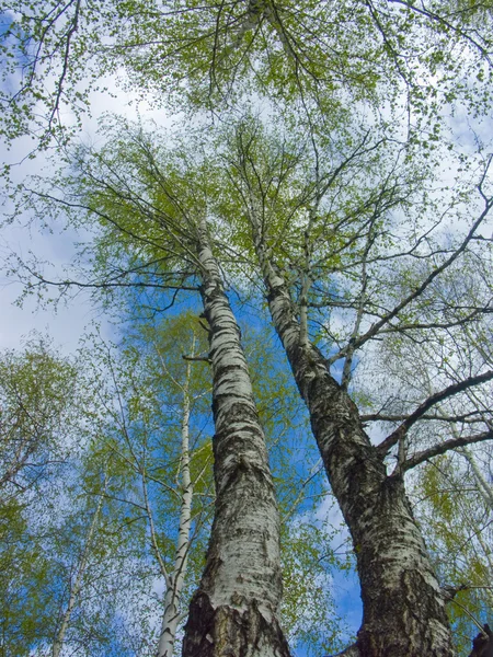 stock image Spring sky through branches of a birch