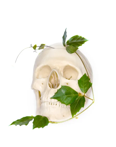 Skull of the person and an ivy — Stock Photo, Image