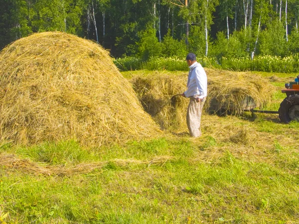 Haymaking en Sibérie — Photo