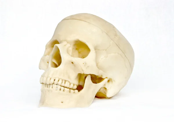 Bir insan kafatası — Stok fotoğraf