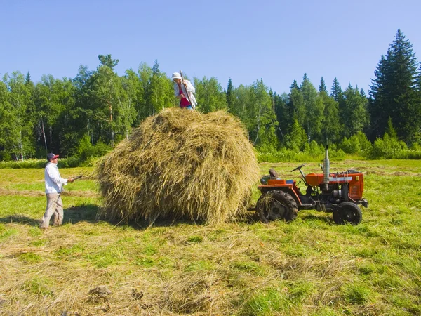 Haymaking in Siberia — Stock Photo, Image