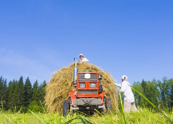 Haymaking in Siberia 9 — Stock Photo, Image
