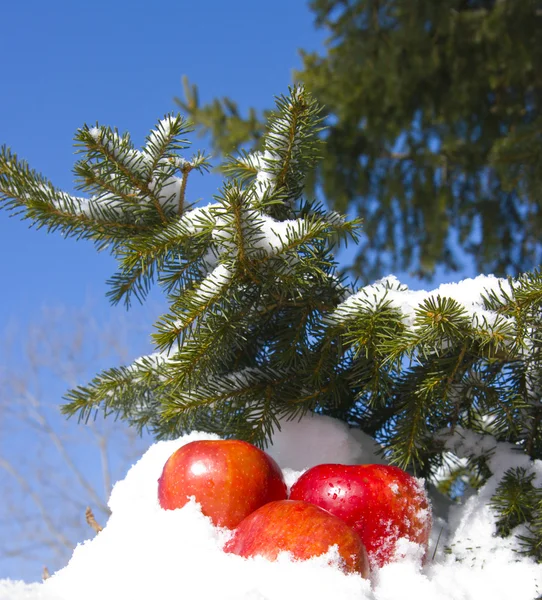 Яблука в снігу — стокове фото